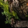 Jurassic World Dominion Tyrannosaurus Rex Wall-Mounted Bust Jurassic World Dominion Tyrannosaurus Rex Wall-Mounted Bust